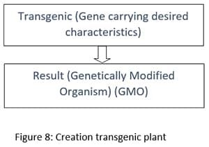 creation transgenic plant